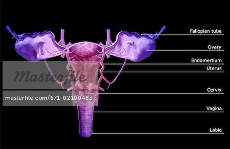 The arteries of the female reproductive system