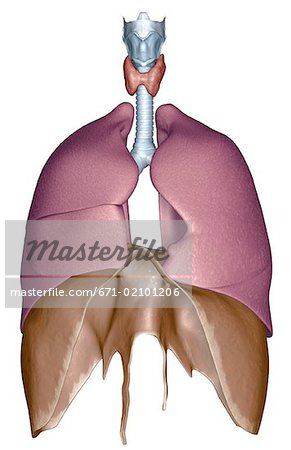 The respiratory system