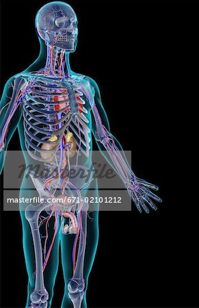 The urinary system