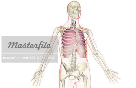 The respiratory system