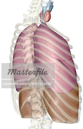 Le système respiratoire