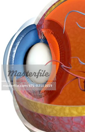 Structure of the eye