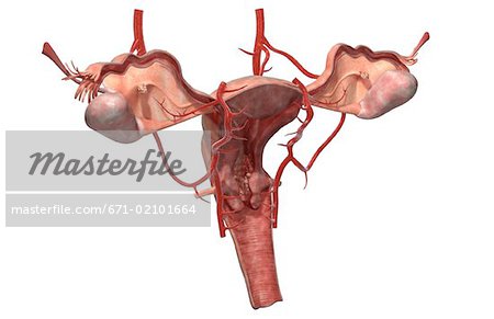 The arteries of the female reproductive system