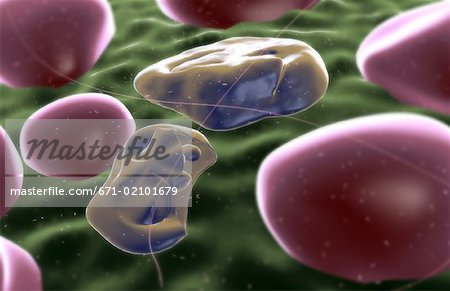 Merozoites of malaria