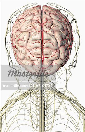 Le cerveau et les nerfs de la tête et du cou