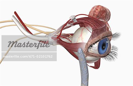 The lacrimal apparatus