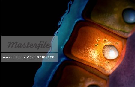 Mucous cell