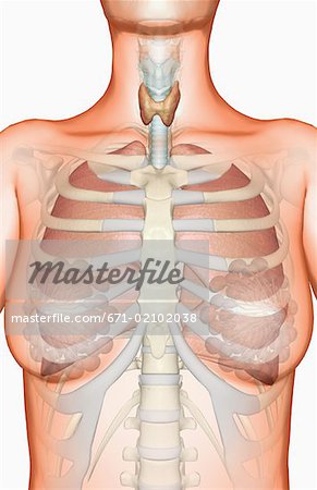 The respiratory system