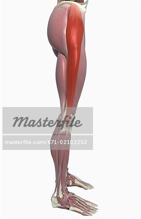 Tensor fasciae latae