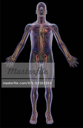 Das vaskuläre und lymphatische system