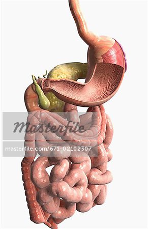 The digestive system