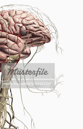 The brain and nerves of the head and neck