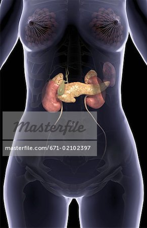 The pancreas