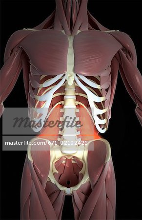 Lumborum de Quadratus