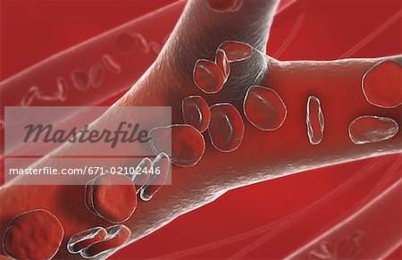 Capillary blood vessels