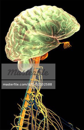 Das Gehirn und das Rückenmark zervikale