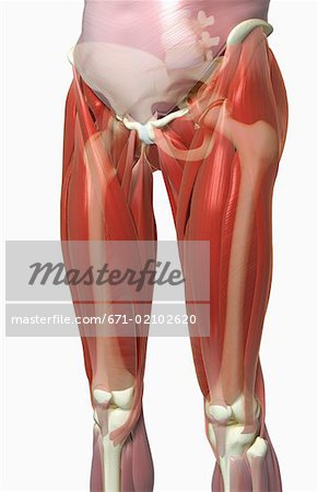 The musculoskeleton of the thighs