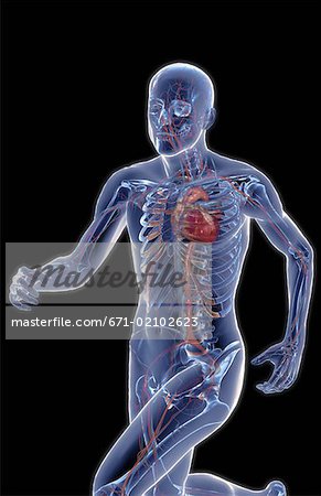 The blood vessels of the upper body