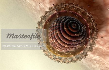Hepatitis-virus
