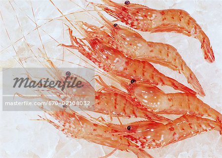 Maïs Stripe crevettes Maïs Stripe crevettes
