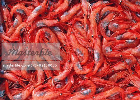 Crevettes aux oeufs Crevettes aux oeufs