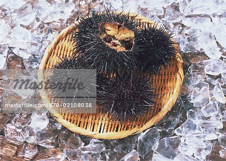 Sea Urchin Sea Urchin