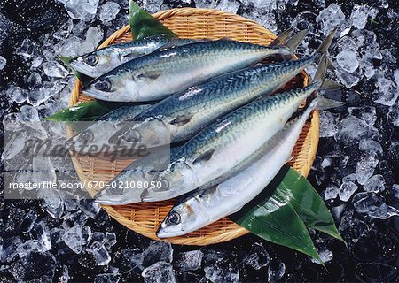 Common Mackerel Common Mackerel