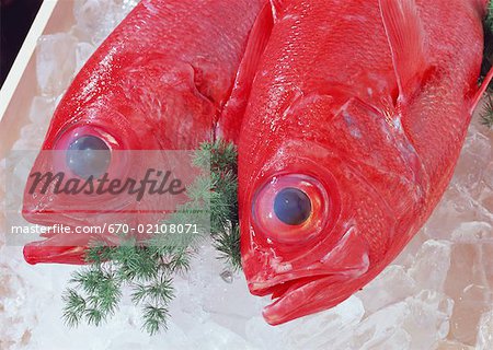 Alfonsin Alfonsin