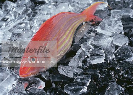 Golden Threadfin Bream Golden Threadfin Bream