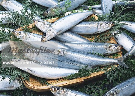 Sardine Sardine