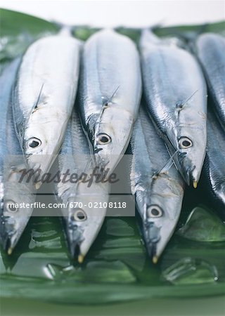 Saury Saury