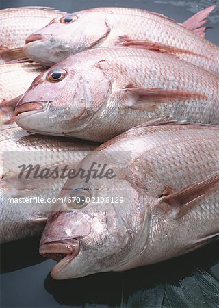 Brème de mer Brème de mer