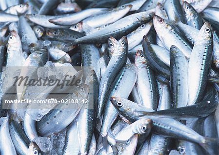 Sardine Sardine