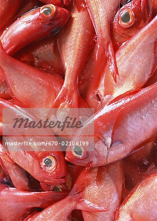 Alfonsin Alfonsin