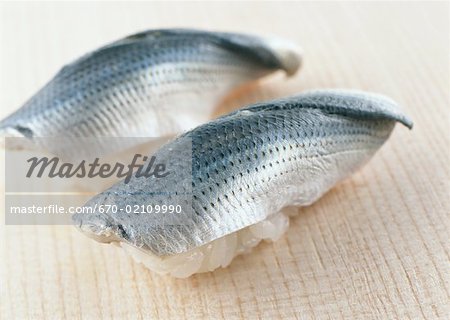Panctatus sushi Panctatus sushi