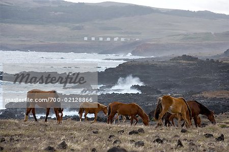 Horses, Easter Island, Chile