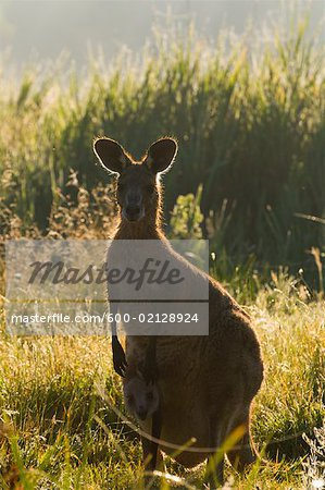 Grey Kangaroo, Geehi, Kosciuszko National Park, New South Wales, Australie