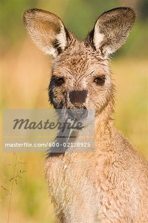 Grey Kangaroo, Geehi, Kosciuszko National Park, New South Wales, Australie