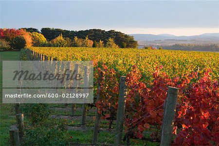 Vineyard, Yarra Valley, Victoria, Australia