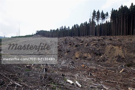 Deforestation, Harz National Park, Saxony-Anhalt, Germany