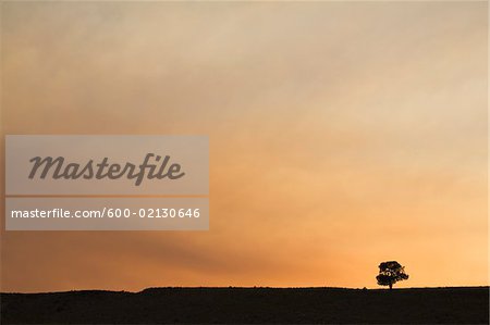 Étonnante de Tree at Sunset, Arizona, USA