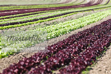 Rows of Lettuce Salzburg Land, Austria