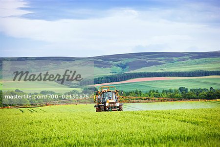 Traktor Sprühen Weizenfeld