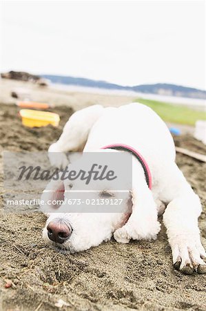 Hund am Strand schlafen