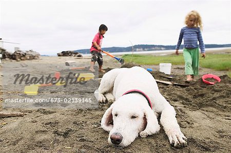 Dog sleeping on the beach while children play