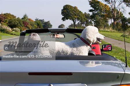 Femme et chien en Cabriolet