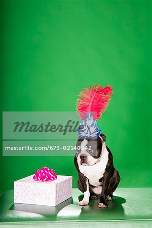 Dog with gift wearing birthday hat