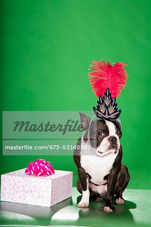 Portrait of dog wearing birthday hat