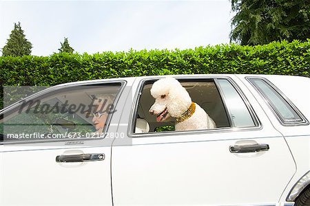 Senior Woman und Hund im Auto
