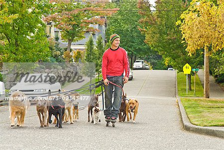Man walking multiple dogs